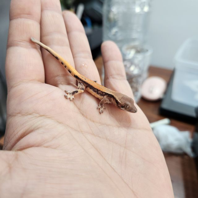 세이블 릴리 세이블 트라이