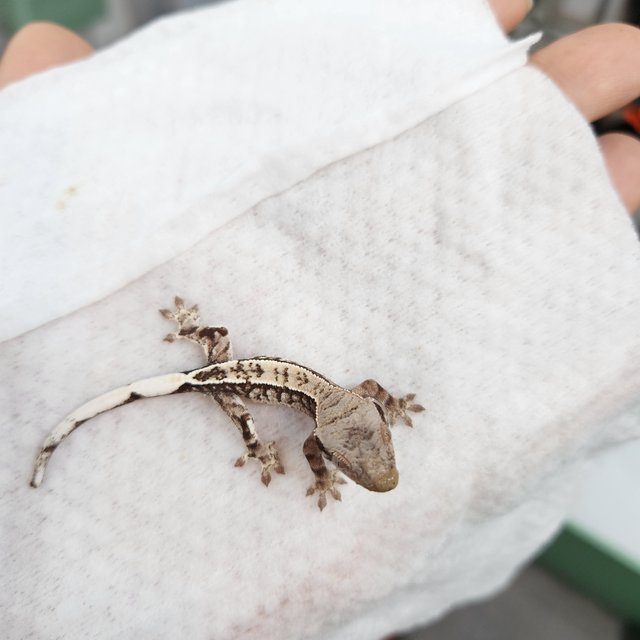 카푸치노 트라이 화이트