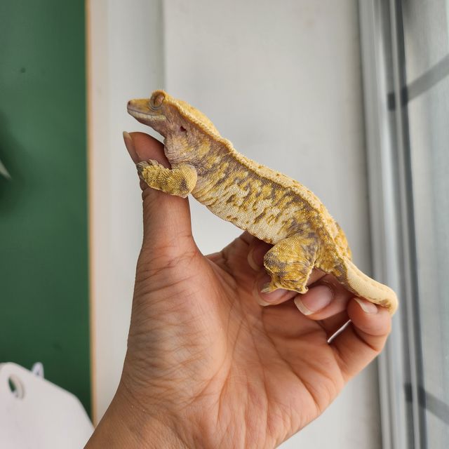 트라이 익스트림할리퀸 바브