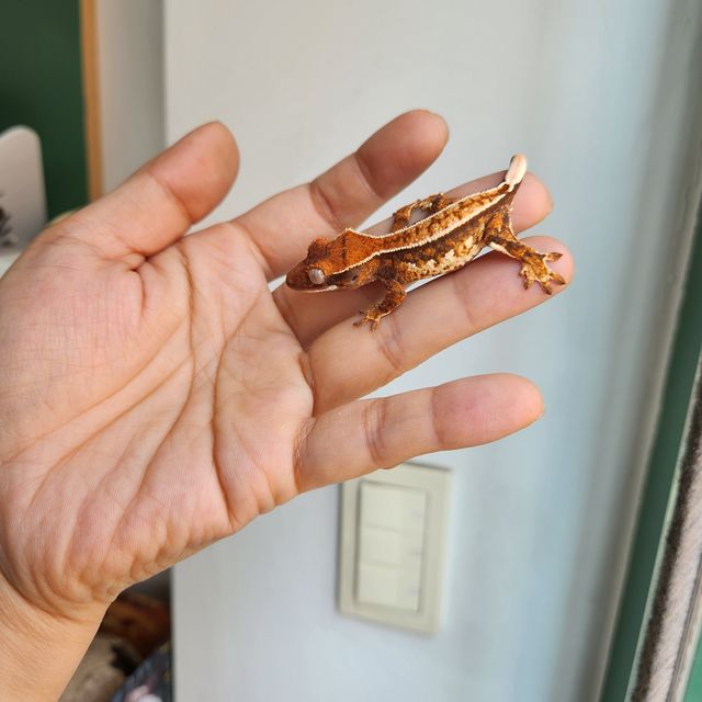 트라이 익스트림할리퀸 화이트
