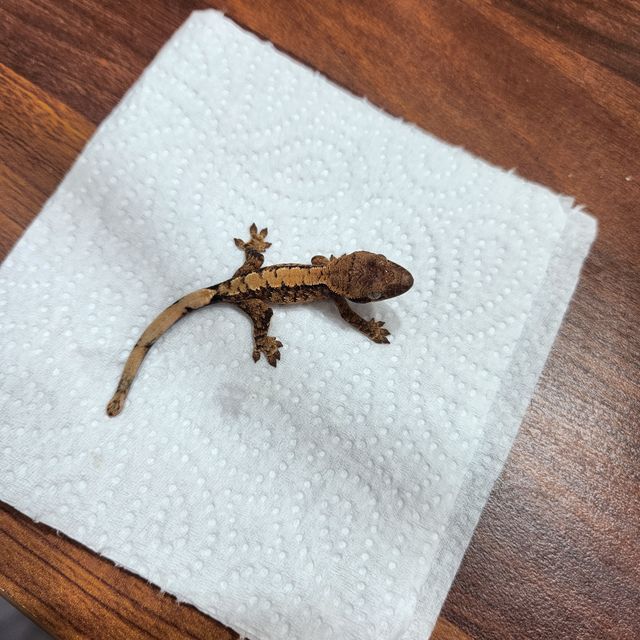 트라이 익스트림할리퀸