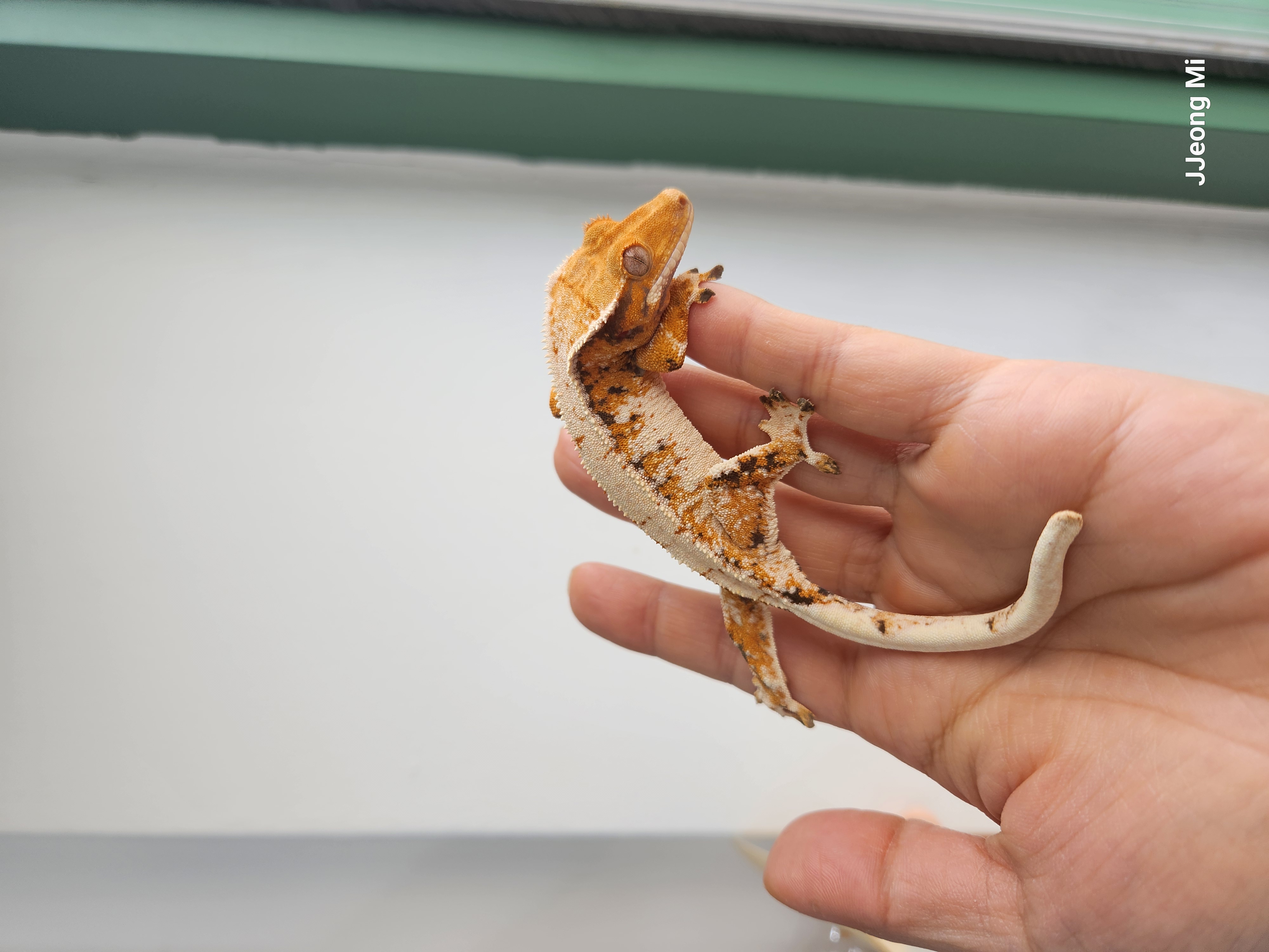 우리집도마뱀쩡미