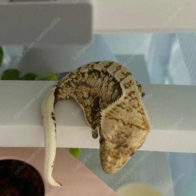 트라이 익스트림할리퀸 화이트스팟 화이트크라운