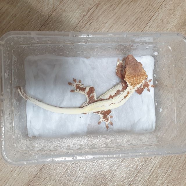 프라푸치노 레드