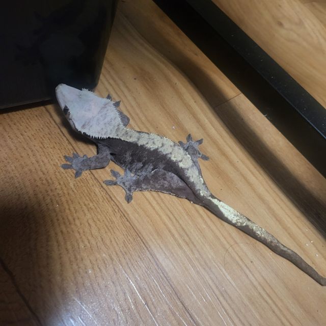 다크