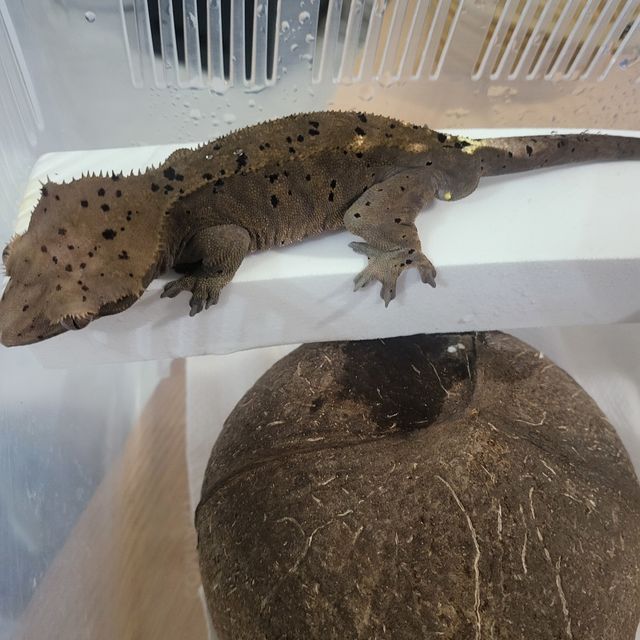슈퍼달마시안 카푸치노 다크