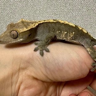 챠콜 100%헷아잔틱