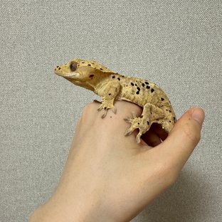 슈퍼달마시안