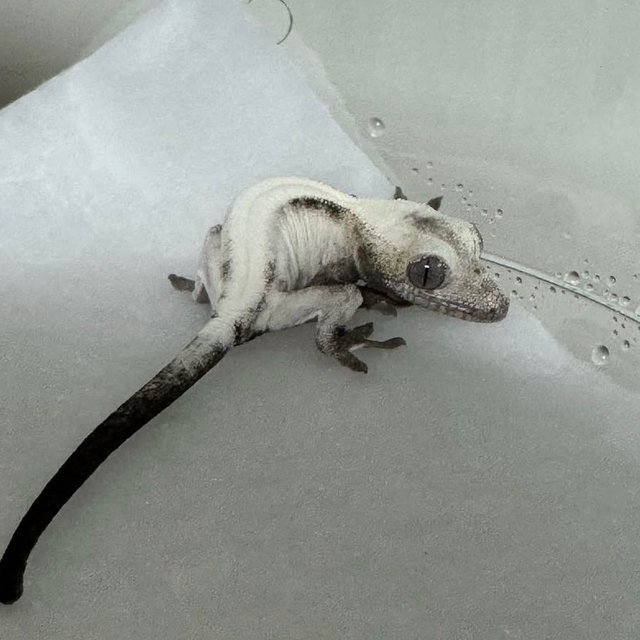 슈퍼세이블 릴리