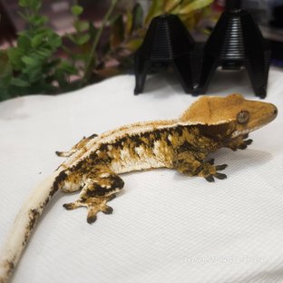 노멀 트라이 익스트림할리퀸