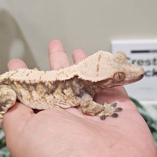 5T