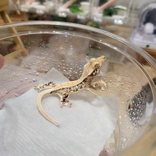 릴리화이트 레이지 판다