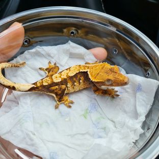 오로라