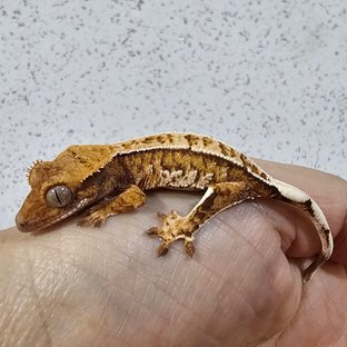 Tri Extreme Harlequin