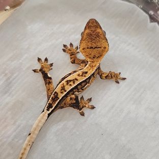 희망103
