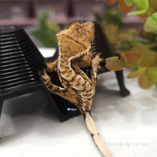 노멀 트라이 익스트림할리퀸