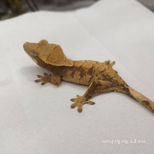 익스트림할리퀸