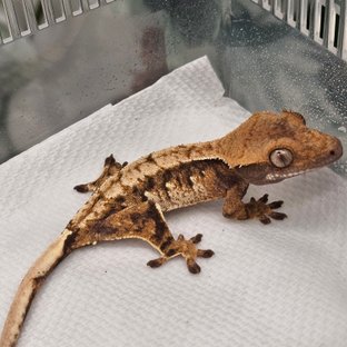 노멀 트라이 익스트림할리퀸