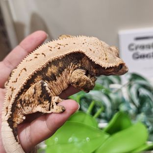 4T