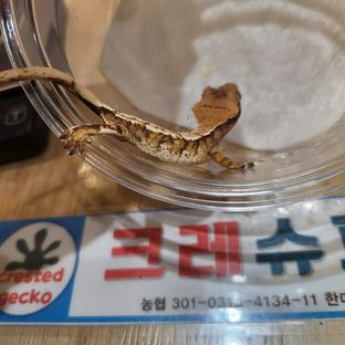 노멀 트라이 익스트림할리퀸 레이지