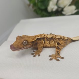 노멀 트라이 익스트림할리퀸