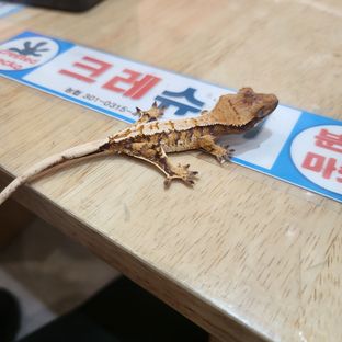 노멀 트라이 익스트림할리퀸 레이지