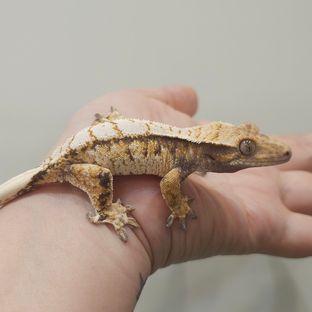 로즈203