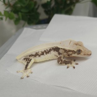 릴리화이트 솔리드백