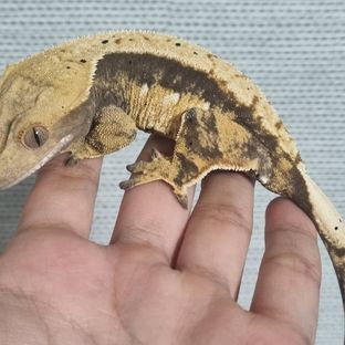 랑이