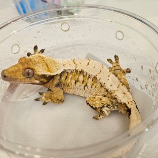 노멀 트라이 익스트림할리퀸 드리피 화이트스팟