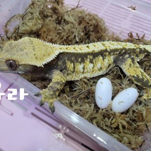 유라