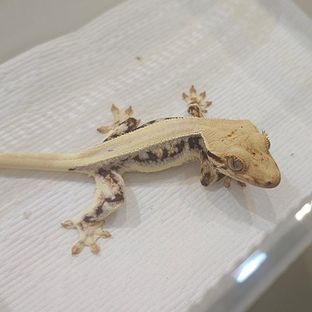 헤라218