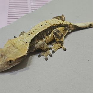 랑이