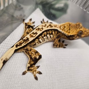 노멀 핀스트라이프 트라이