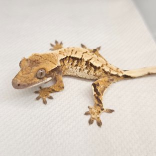 노멀 트라이 익스트림할리퀸