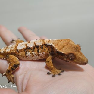 로즈201