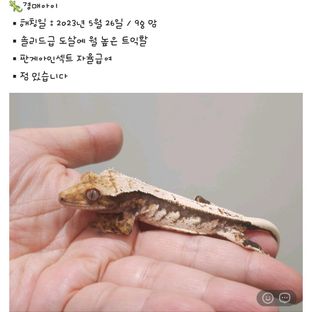 로제106