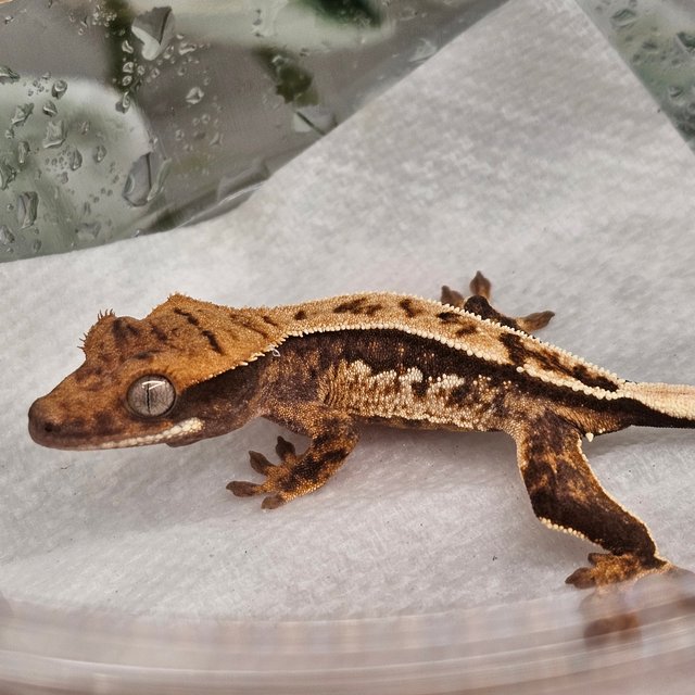 노멀 쿼드 핀스트라이프