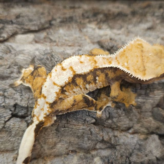Normal Tri Extreme Harlequin Lazy