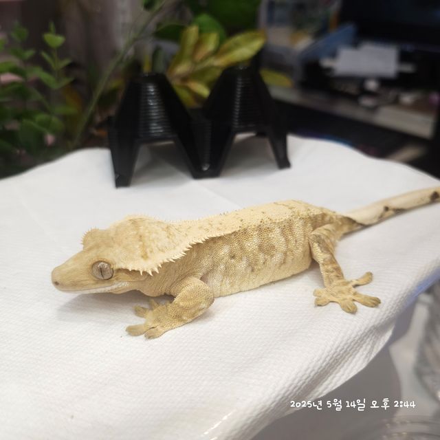 크림시클