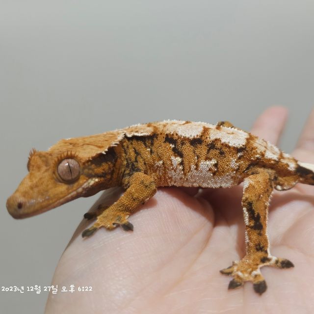 노멀 트라이 레이지