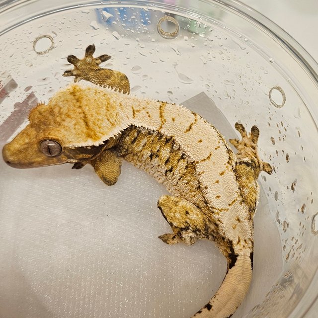 노멀 트라이 익스트림할리퀸 드리피 화이트스팟