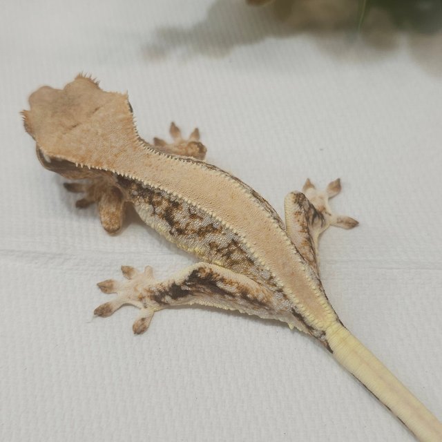 릴리화이트 솔리드백