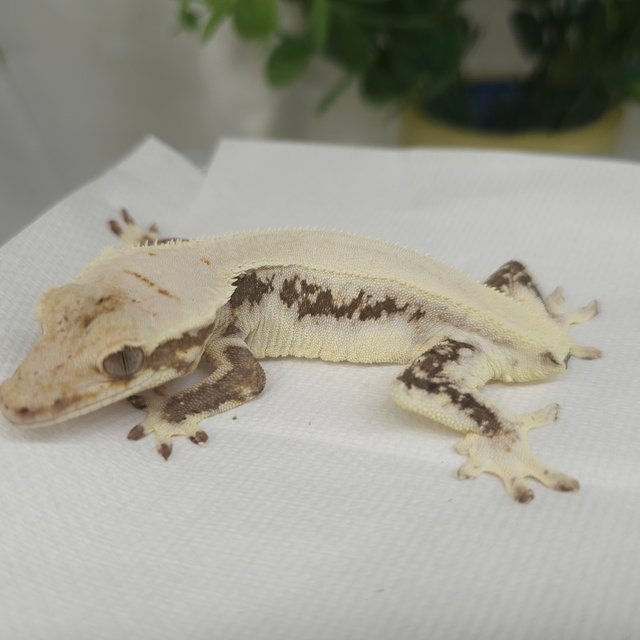 릴리화이트 솔리드백