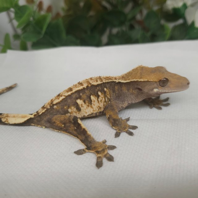 노멀 트라이 익스트림할리퀸