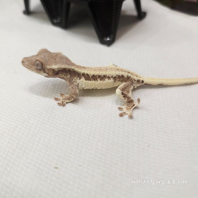 프라푸치노