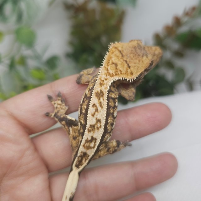 노멀 핀스트라이프 트라이