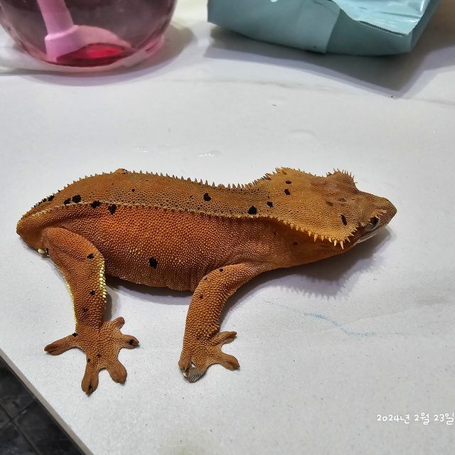 노멀 레드 벅스킨