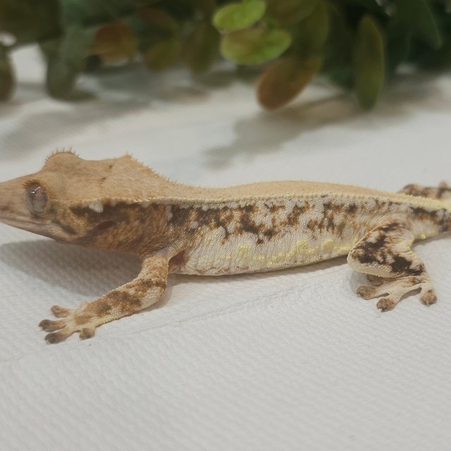 릴리화이트 솔리드백