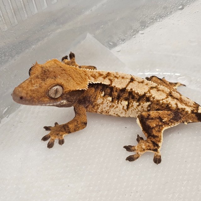 노멀 트라이 익스트림할리퀸